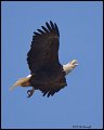 _2SB8161 american bald eagle